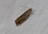 Epinotia sp.